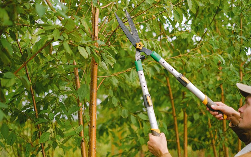 Tree trimming in Roxbury, VT
