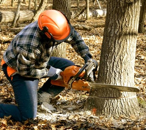 Tree Removal in Roxbury, VT